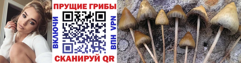 Галлюциногенные грибы Cubensis  продажа наркотиков  hydra как войти  нарко площадка как зайти  Вольск 